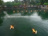 DSC07599 copy